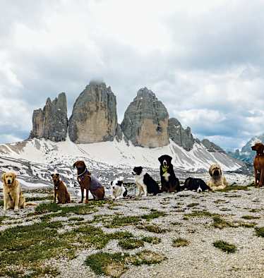 Neun Hunde vor den Drei Zinnen in den Dolomiten.