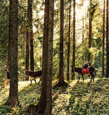 Eselwanderung im Wald.