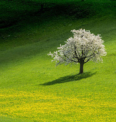 Schweiz: Kirschbaum im Fricktal