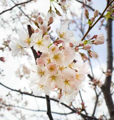 Wann kommt der Frühling?
