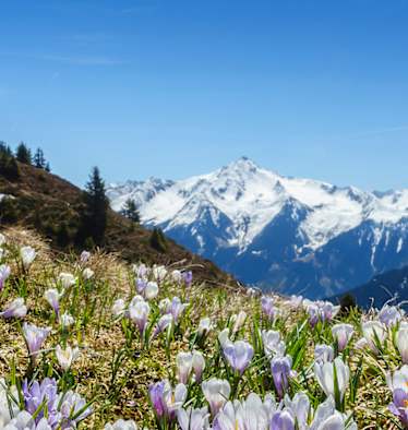 Frühlingswanderungen zu blühenden Blumen