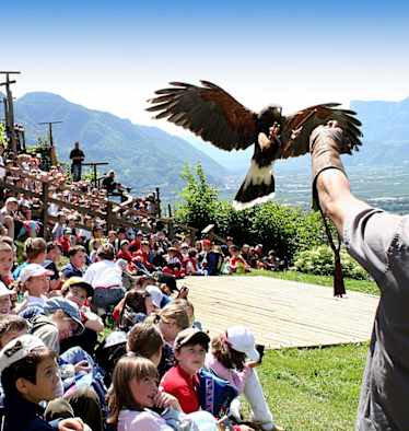Greifvogel bei Flugschau vom Pflegezentrum für Vogelfaune schloss Tirol