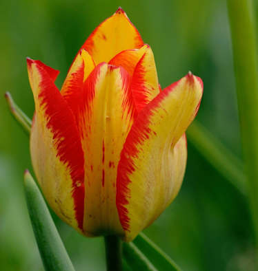 Grengjer Tulpe: Chalberweid im Wallis