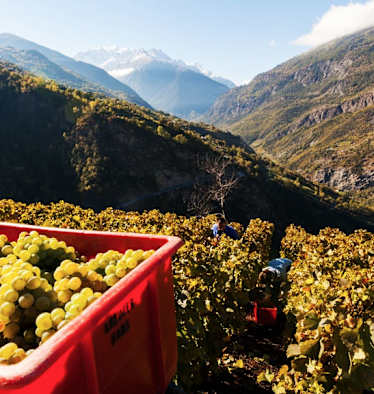 Gspon im Wallis: Europas höchster Weinberg