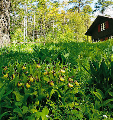Orchideenparadies auf dem Hasenbuck: Wandern in Schaffhausen in der Schweiz