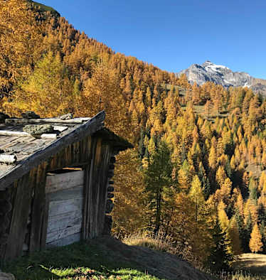 Goldgelbe Lärchen im Gschnitztal