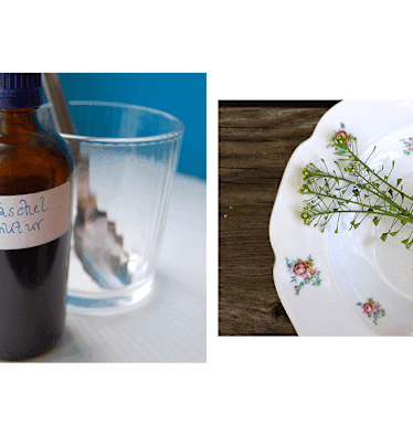 Capsella Bursa-Pastoris: Heilpflanze Hirtentäschel