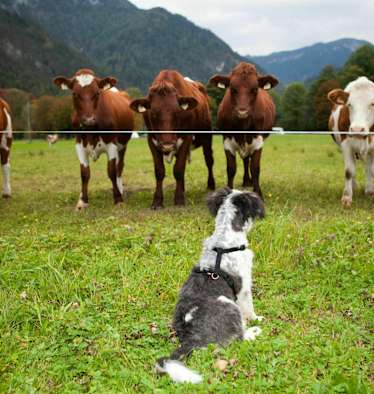 Hund und Kühe im Salzburger Land