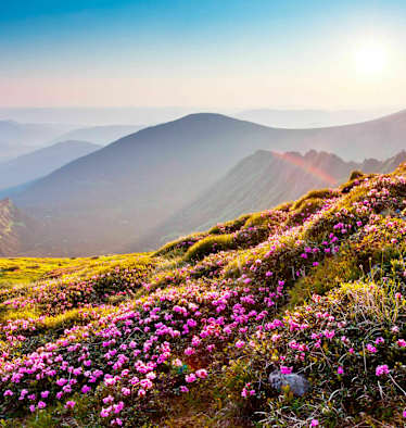 Allergie in den Alpen