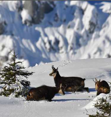 Gämsen sind gut an die winterlichen Bedingungen im Hochgebirge angepasst.