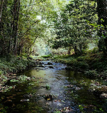 Idyllischer Bachlauf