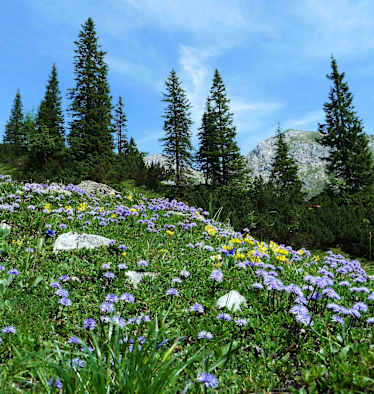 Blumenpracht im Naturpark Karwendel