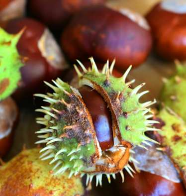 Herbstgruß: Kastanien