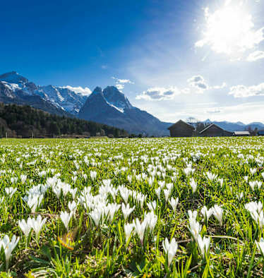 Frühling in Bayern: Krokuswiese bei Garmisch mit Alpspitz und Waxenstein
