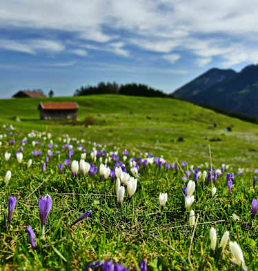 Krokuswiese in den Alpen