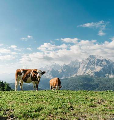 Dolomiten: Kühe auf der Klammbachalm in Südtirol