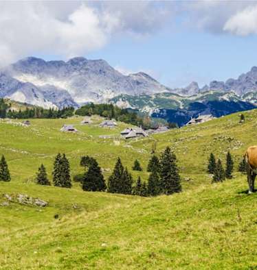 Aktionsplan Sichere Almen