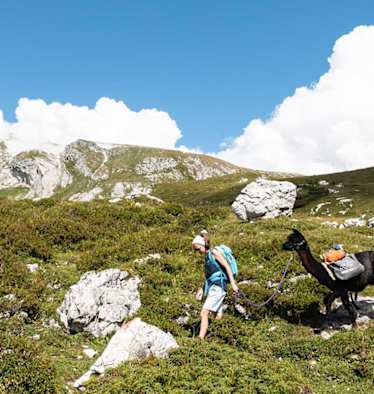 Wandern mit Alpakas und Lamas