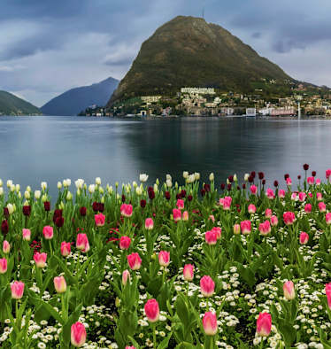Tulpen am Luganersee
