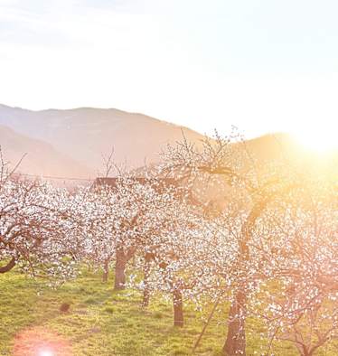 Marillenblüte in der Wachau im Frühling mit Blick auf blühende Marillengärten