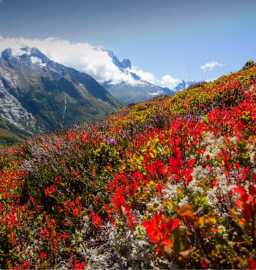 Die Farben des Spätsommers, im Hintergrund das Mont Blanc-Massiv