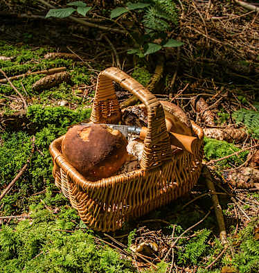Pilze sammeln Gesetze