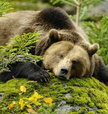 Europäischer Braunbär Welttierschutztag