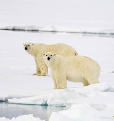 Eisbären Welteisbärentag