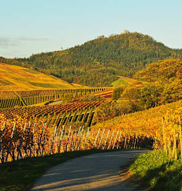Die Weinberge und die Yburg in Baden Württemberg im goldenen Herbst. 