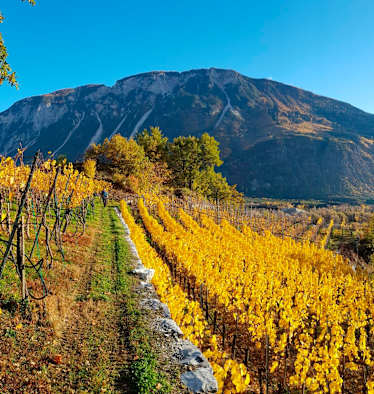 Spätherbstliche Wanderung durch die Weinhügel bei Siders im Kanton Wallis