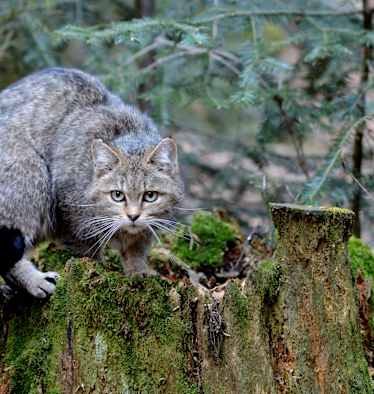 Die Wildkatze ist der Hauskatze sehr ähnlich: Ein typisches Merkmal ist der dicke Schwanz mit nicht verbundenen schwarzen Ringen und schwarzem, stumpfem Ende.