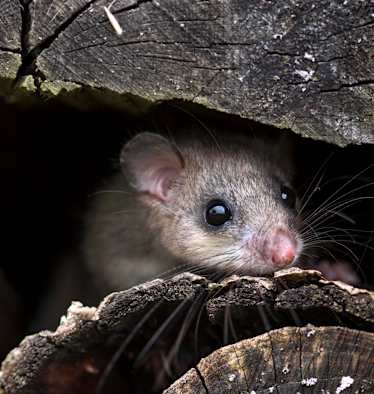 Siebenschläfer, Siebenschläfertag