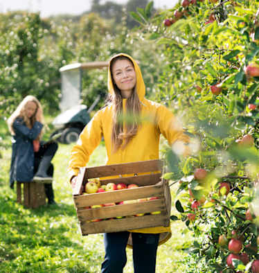 Apfelernten entlang des Apfelwegs in Südtirol