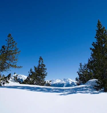 Skitourengehen im lichten Waldgelände in der Kärntner Goldberggruppe