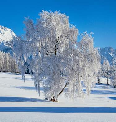 Oberflächenreif: an Bäumen wunderschön anzusehen, doch in der Schneedecke verborgen oft eine Gefahr