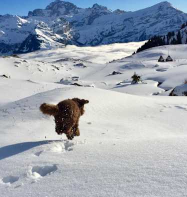 Völlig schwerelos scheint der gefellte Vierbeiner über die Schnellandschaft zu schweben, Kanton Uri, Schweiz