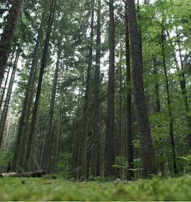 Moldau Bayerischer Wald Wanderung