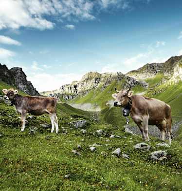 Das Montafoner Braunvieh aus Vorarlberg