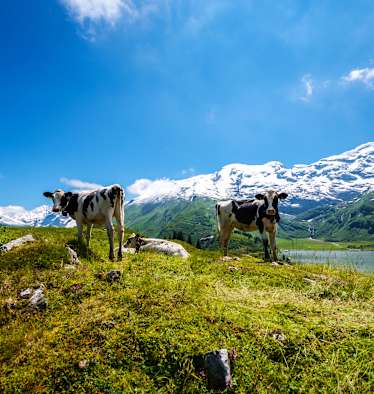 Wandern in der Zentralschweiz: Kühe entlang der Tour zum Engstlensee