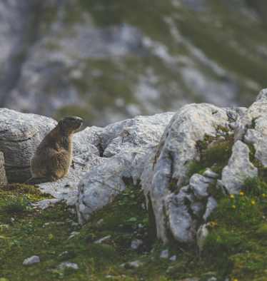 Murmeltiere hautnah erleben – in heimischen Nationalparks ist das keine Seltenheit.