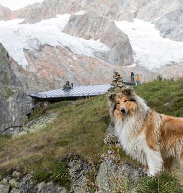 Wandern mit Hund – hier auf der Voralphütte in der Schweiz