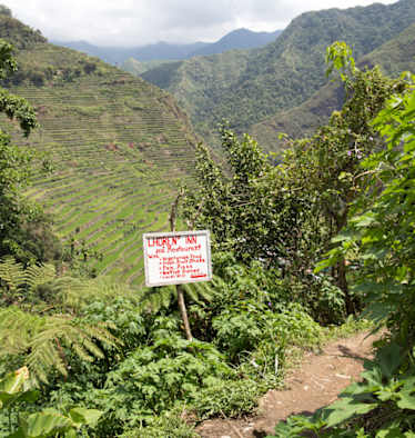 Wandern zwischen Reisfeldern auf den Philippinen