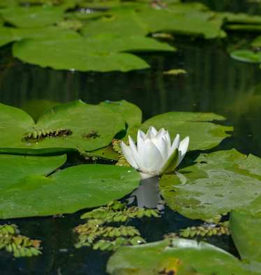 Am Spechtensee findet man die Weiße Seerose.