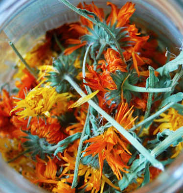Ringelblumenblüten: Zutat für Salbe