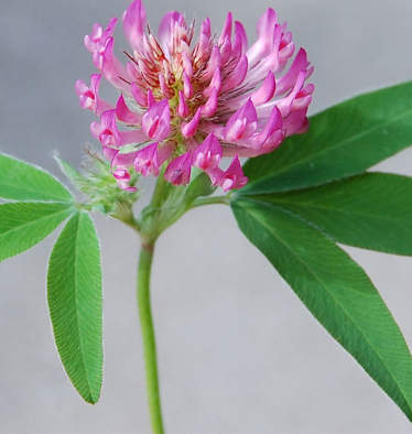 Rotklee: Aus den Blüten kann man einen herrlichen Sirup zaubern