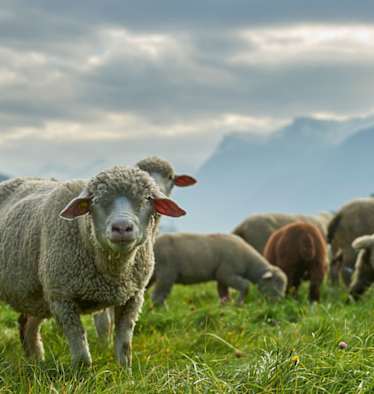 Schafe hüten auf dem Durannuhof im Wallis