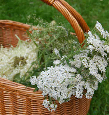 Selbstgemacht: Wilde Wiesenlimonade