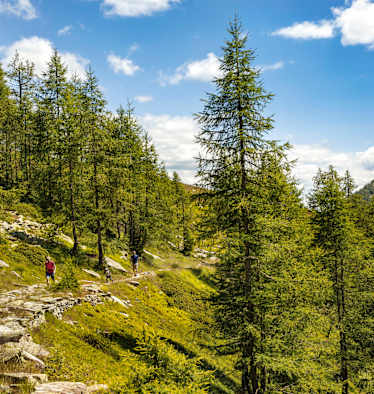 Eine Familie wandert an Bäumen vorbei.