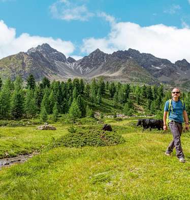 Kühe auf der Weide.