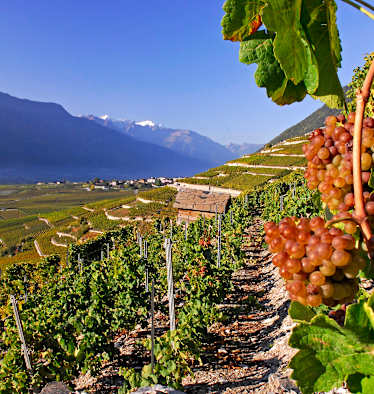 Vom Weinstock zum Berggipfel: St.-Pierre-de-Clages - Grugnay